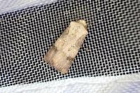 Agrotis puta