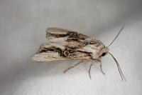 Egira conspicillaris
