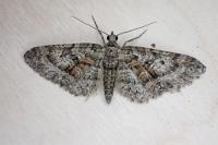 Eupithecia cocciferata