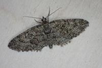 Eupithecia cocciferata