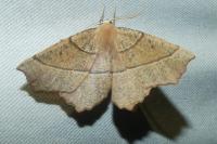 Gerinia honoraria