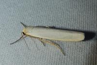 Eilema caniola