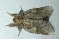 Peridea anceps