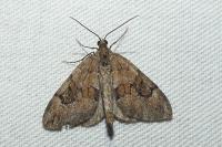 Thera britannica/obeliscata/variata