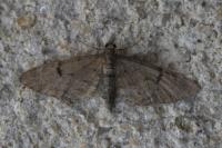 Eupithecia indigata