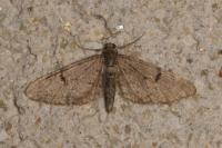 Eupithecia indigata