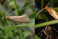 Nematopogon adansoniella