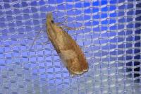Dichrorampha acuminatana