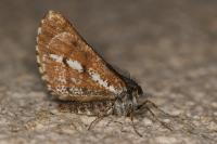 Bupalus piniaria