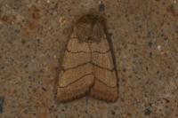 Charanyca trigrammica