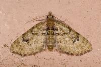 Chloroclystis v-ata