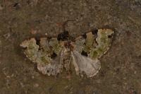 Colostygia pectinataria