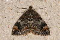 Dysstroma truncata