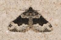 Epirrhoe galiata