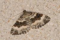 Epirrhoe rivata