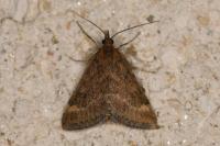 Pyrausta despicata