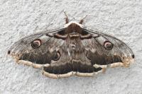 Saturnia pyri