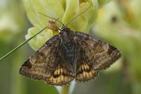 Euclidia glyphica