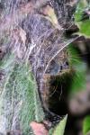 Malacosoma neustria