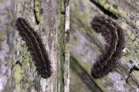 Eilema caniola