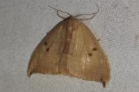 Watsonalla uncinula