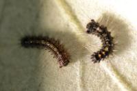 Lymantria dispar