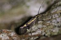 Esperia sulphurella