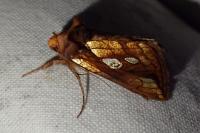 Plusia festucae