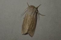Acronicta albovenosa