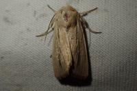 Mythimna sicula