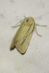 Mythimna sicula