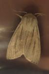 Acronicta albovenosa