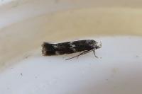 Elachista stabilella