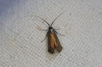 Adela reaumurella