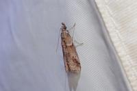 Acrobasis obliqua