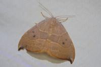 Watsonalla uncinula