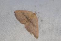 Cyclophora puppillaria