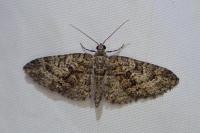 Eupithecia cocciferata