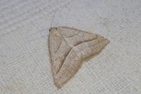 Petrophora chlorosata