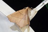 Gerinia honoraria
