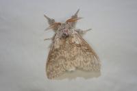Calliteara pudibunda