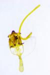 Cilix hispanica