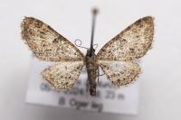 Eupithecia dodoneata