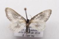 Cilix hispanica