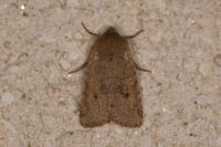 Spudaea ruticilla