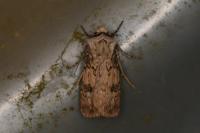 Agrotis puta