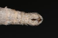 Aplocera efformata