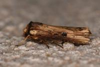 Axylia putris