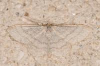 Idaea subsericeata