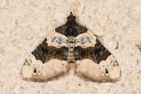 Cosmorhoe ocellata
